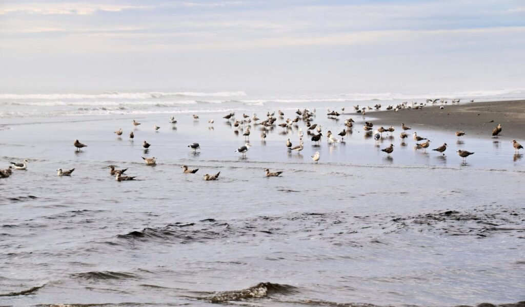 A large flock of shorebirds gathers at the edge of the surf on Kalaloch Beach under a cloudy sky and soft ocean light.