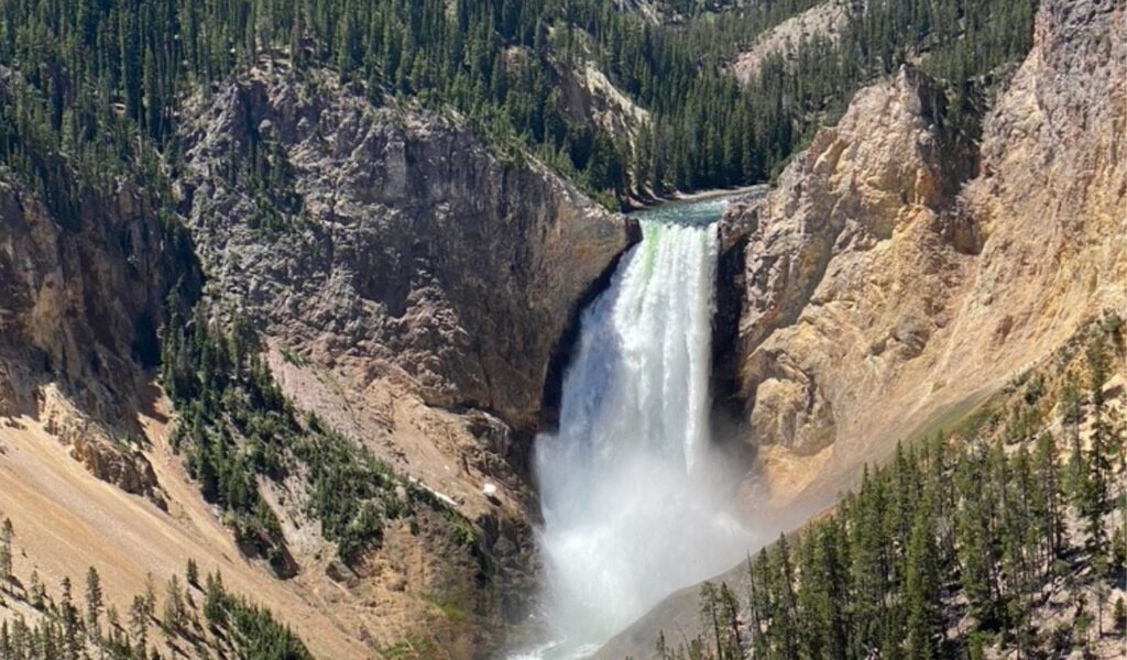 Powerful waterfall cascades into a canyon surrounded by pine trees in Yellowstone National Park.