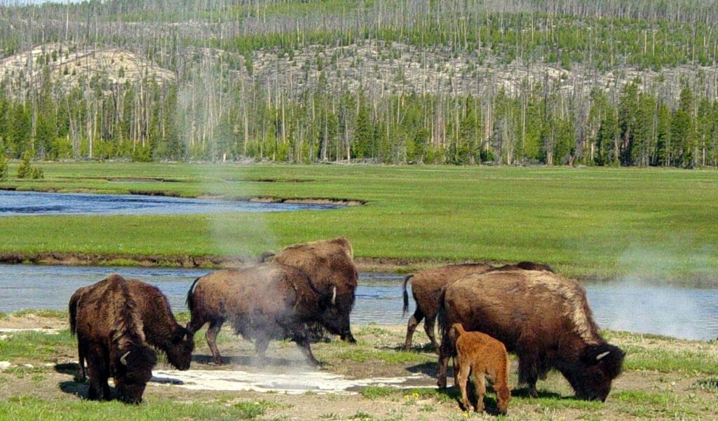 Bison herd grazing near a hot spring in Yellowstone National Park.