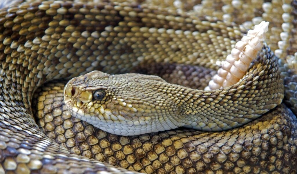 Close-up of a coiled golden lancehead viper showing its detailed scales, venomous fangs, and rattled tail tip.