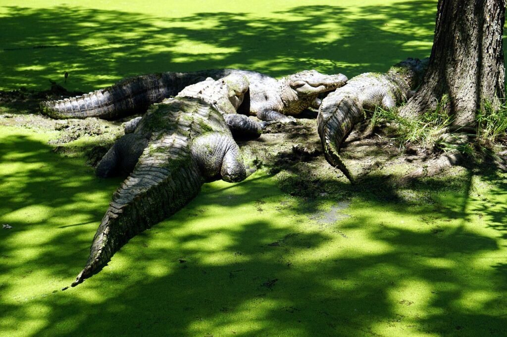 Alligator Spotting