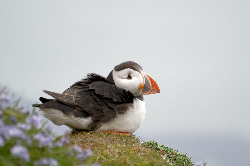 Puffin Watching