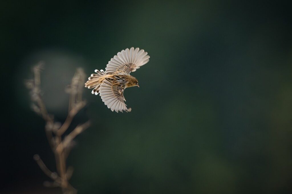 Birdwatching in Mindo