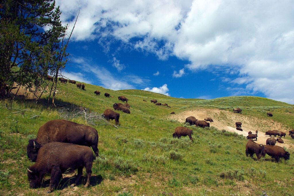 Bison Herds in Yellowstone National Park, Wyoming