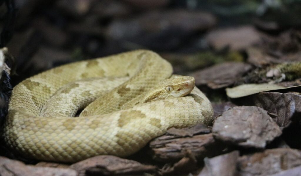 A golden lancehead pit viper coiled on the forest floor of Snake Island, camouflaged among dry leaves and bark.