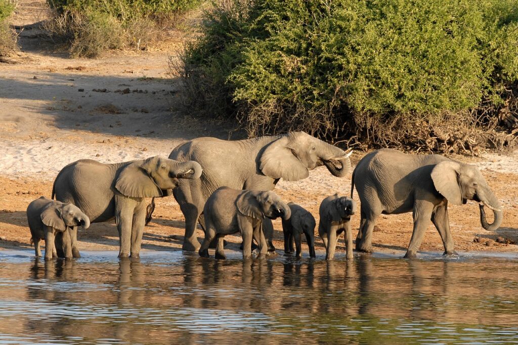 Botswana: A Pioneer in Conservation