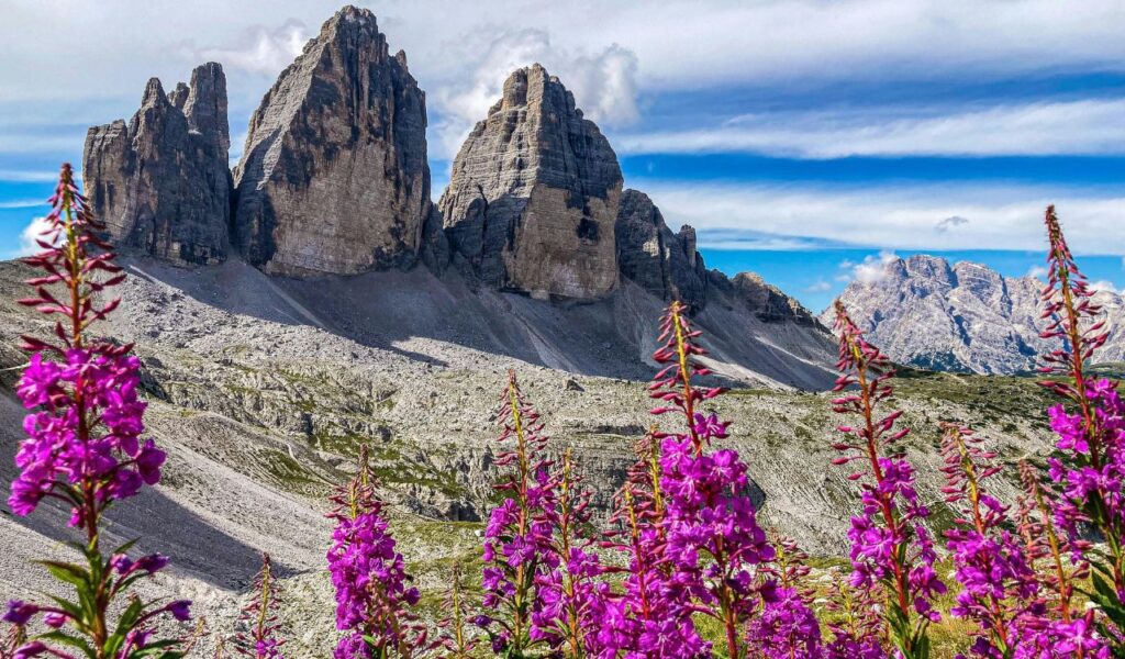 Striking view of the Tre Cime di Lavaredo peaks rising from a rocky landscape under a blue sky, with vibrant purple wildflowers in the foreground adding contrast and color.
