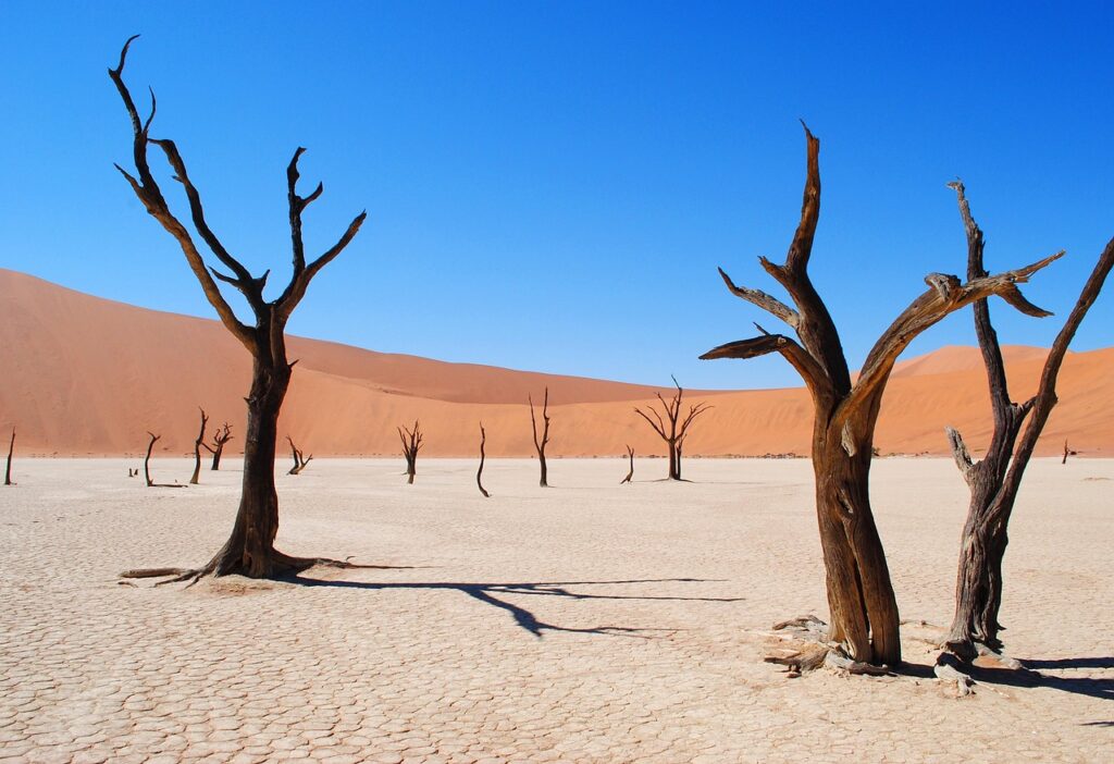 Namibia: Deserts Teeming with Life