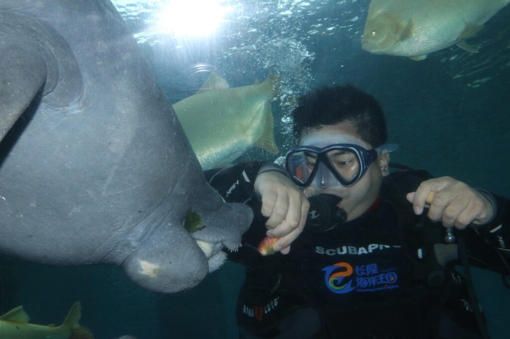 Swimming with Manatees in Crystal River, Florida
