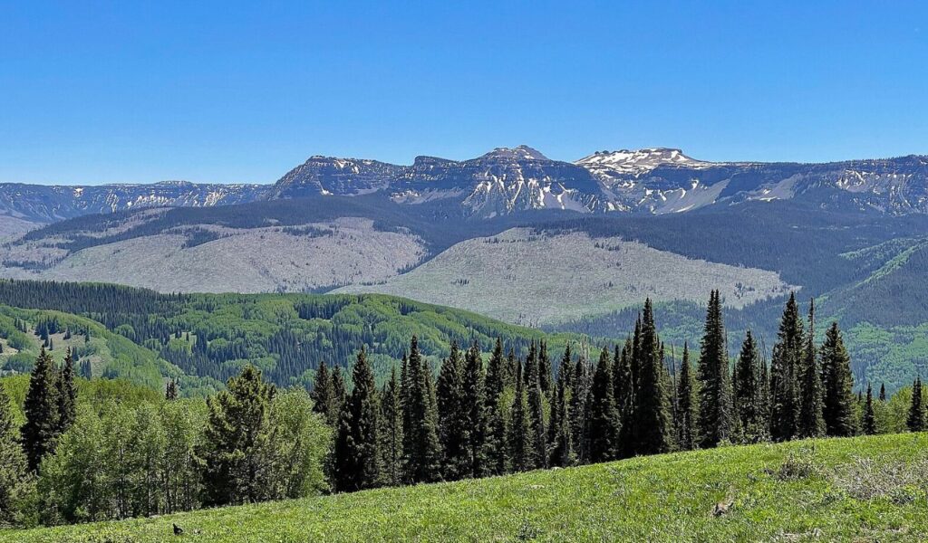 Lush green forest and distant snow-capped mesas along the Flat Tops Scenic Byway in Colora