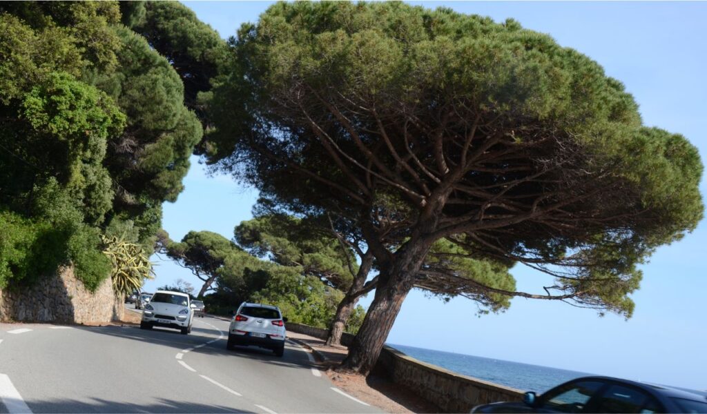 Cars drive along a scenic coastal road lined with large umbrella pine trees, offering a view of the blue sea on a sunny day.
