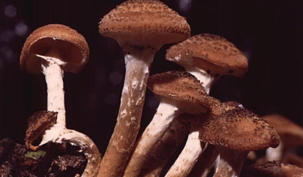 A close-up shot of mushrooms growing, showcasing their distinctive caps and stems, fitting for a fungus-related festival.