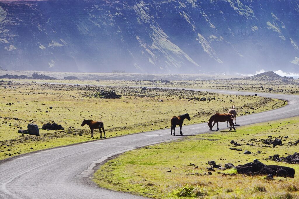 Wild Horse Sightings on Assateague Island, Maryland/Virginia