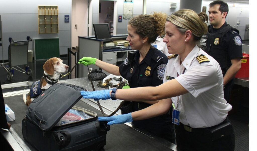 Airport security officers inspecting an open suitcase with a detection dog present at the checkpoint while another officer observes in the background.