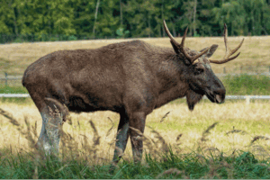Wildlife Walks the Streets (Literally)