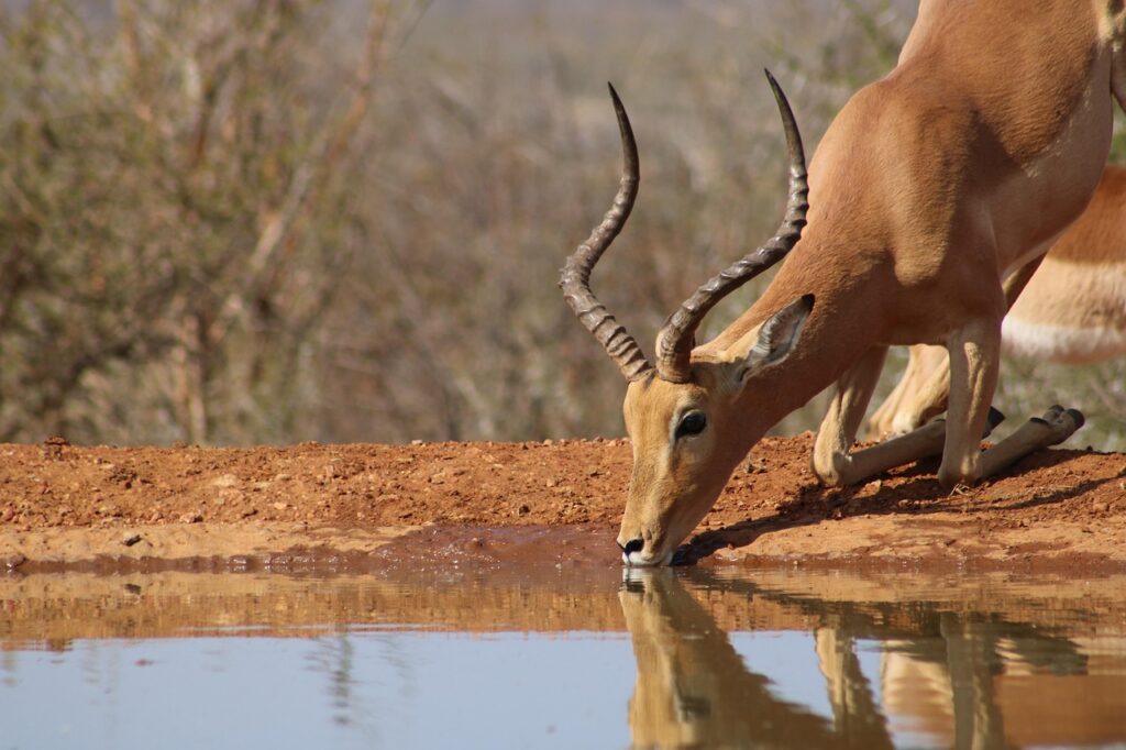South Africa
