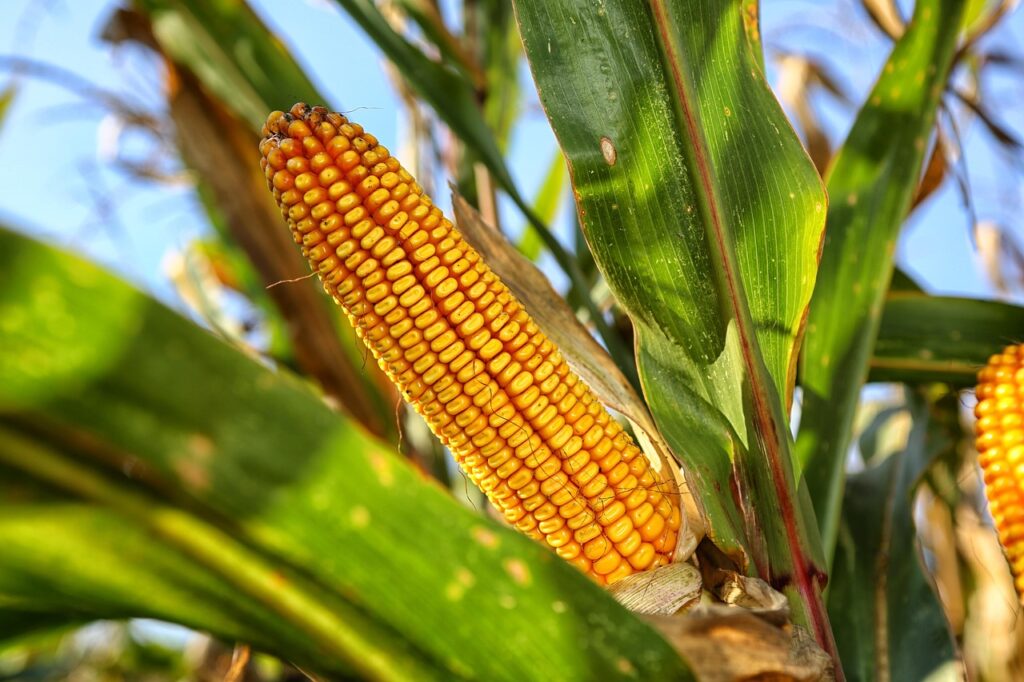 Sweet Corn