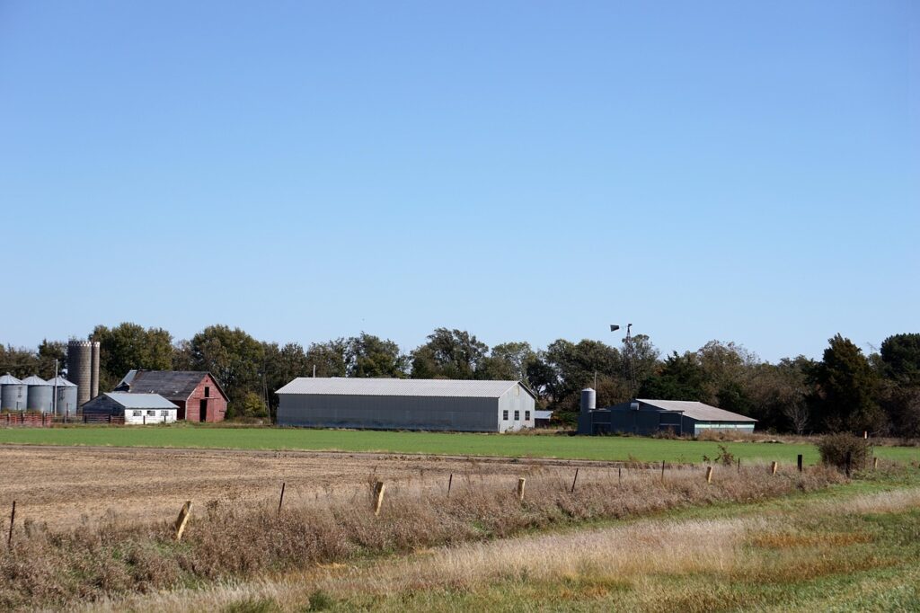 Kansas dry cornfield

