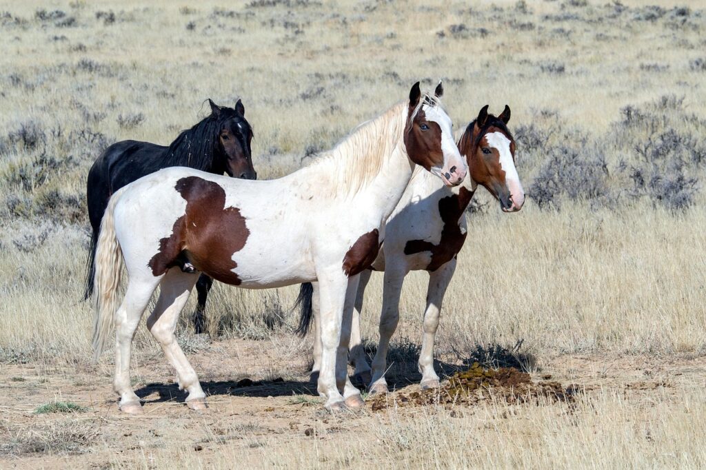 Wild Mustang