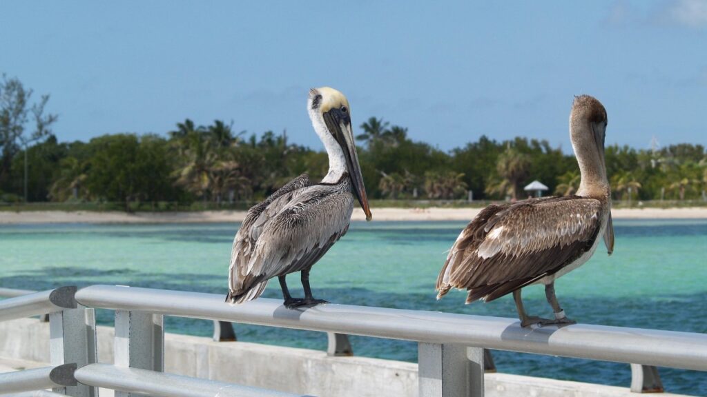 White Street Pier, Key West