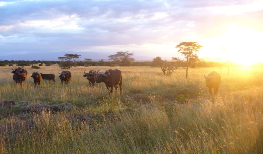 African buffalo grazing in golden grasslands of Kenya during a dramatic sunset.