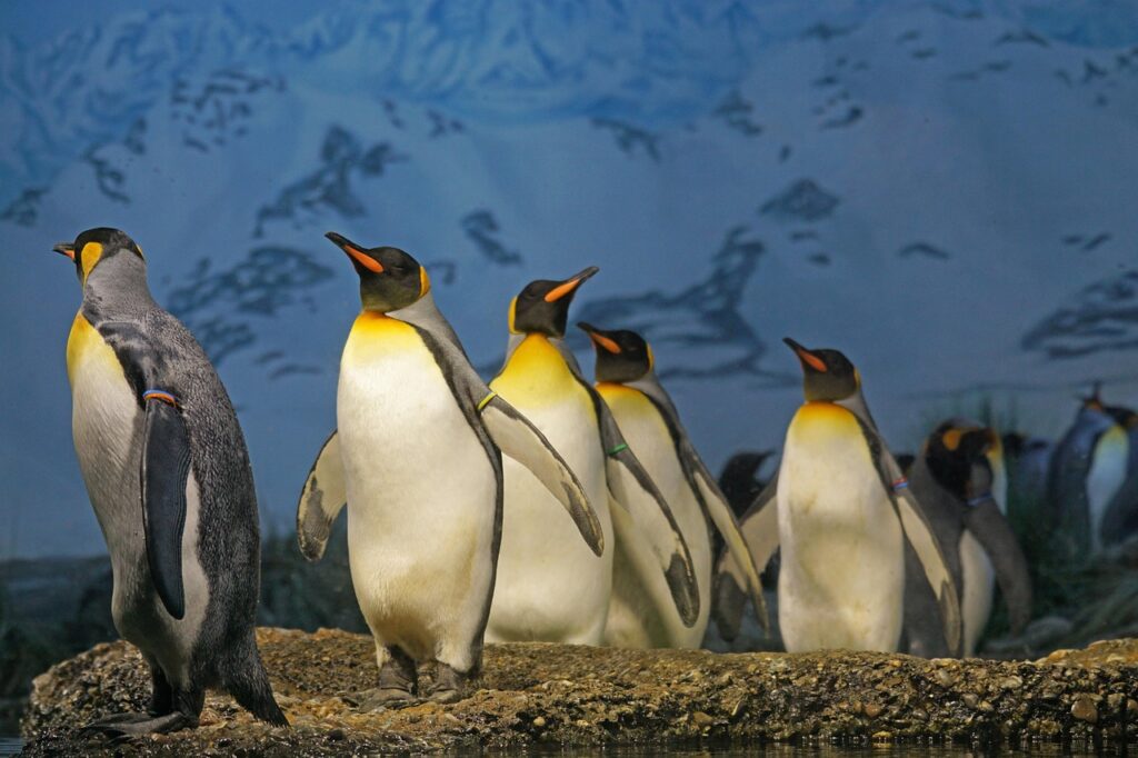 Penguin Parade