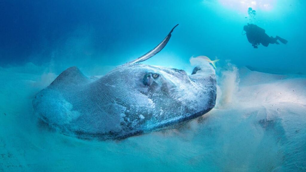 Bahama Underwater