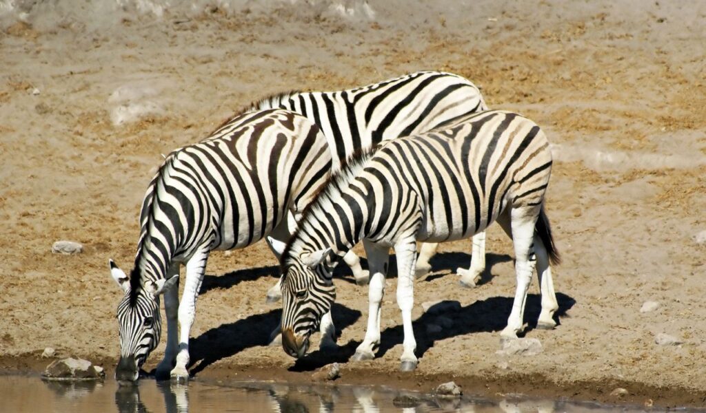Three zebras drinking from a waterhole in the dry, sandy landscape of Namibia.