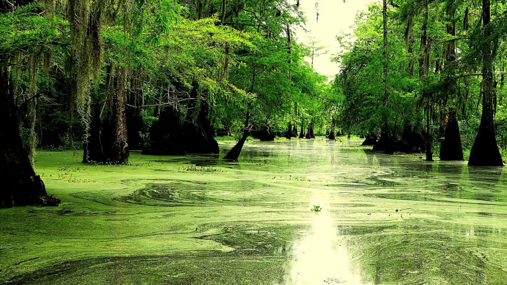 Louisiana: Bayous and Backup Plans