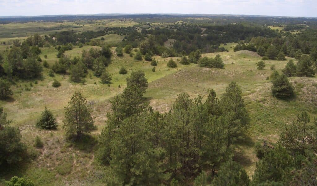 A scenic view of rolling hills covered with green grass and scattered pine trees under a partly cloudy sky.