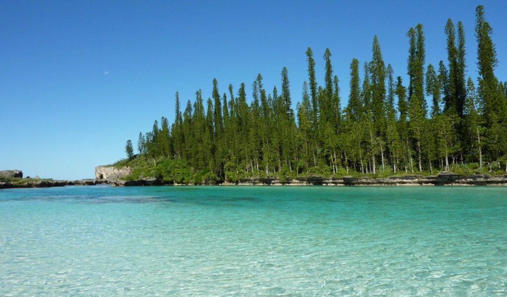 Clear turquoise water and tall pine trees on a sunny beach in New Caledonia, under a bright blue sky.