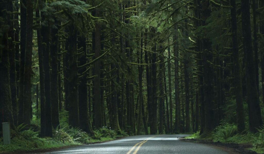 Alt text: Narrow winding road cutting through a dense, moss-covered forest in the Olympic Peninsula, with tall, dark evergreen trees creating a lush, shadowy canopy.
