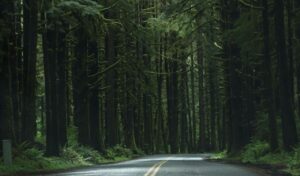Alt text: Narrow winding road cutting through a dense, moss-covered forest in the Olympic Peninsula, with tall, dark evergreen trees creating a lush, shadowy canopy.