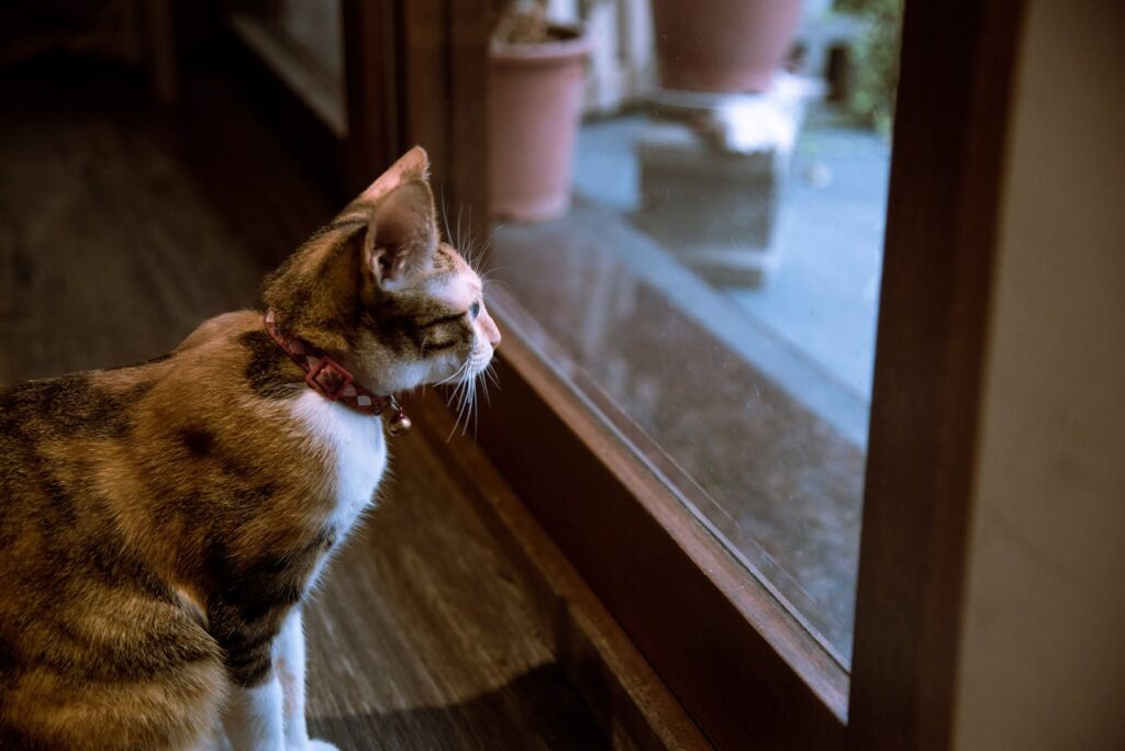 Cat at window