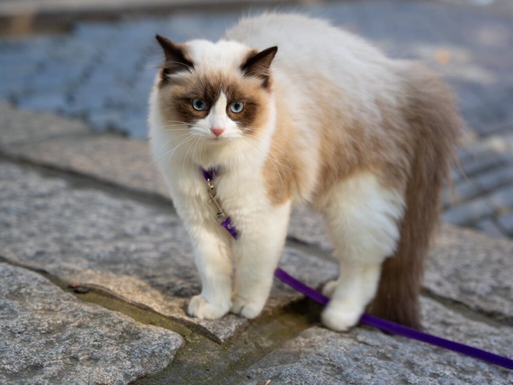 cat leash 