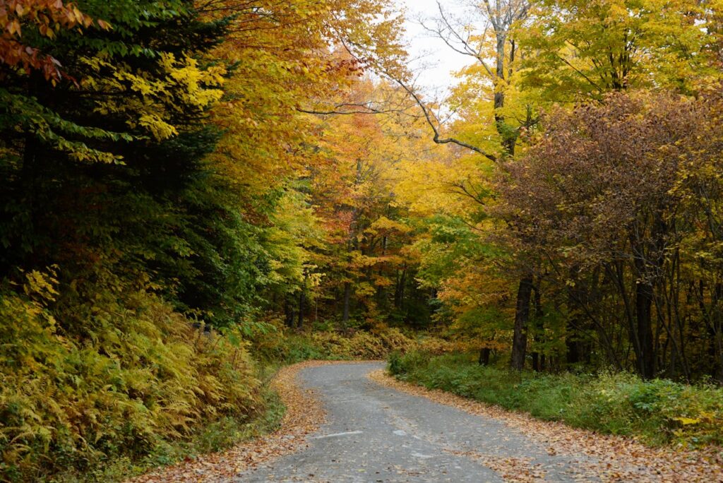 Vermont Foliage