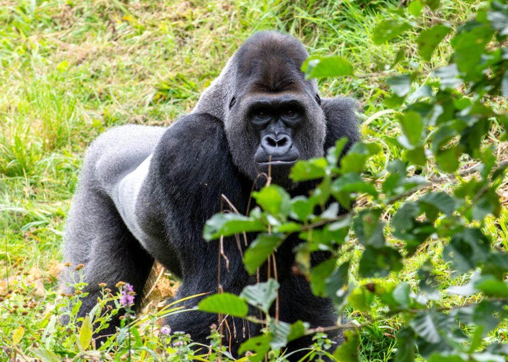 Gorilla