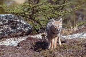 Sierra Nevada Red Fox
