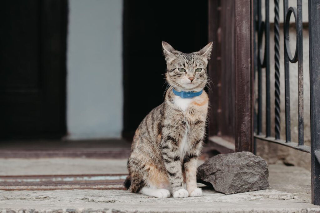 cat GPS tracker collar 