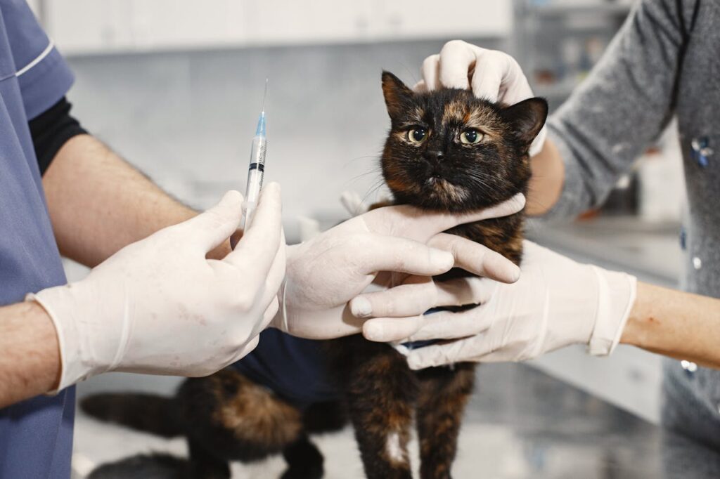 Cat at vet