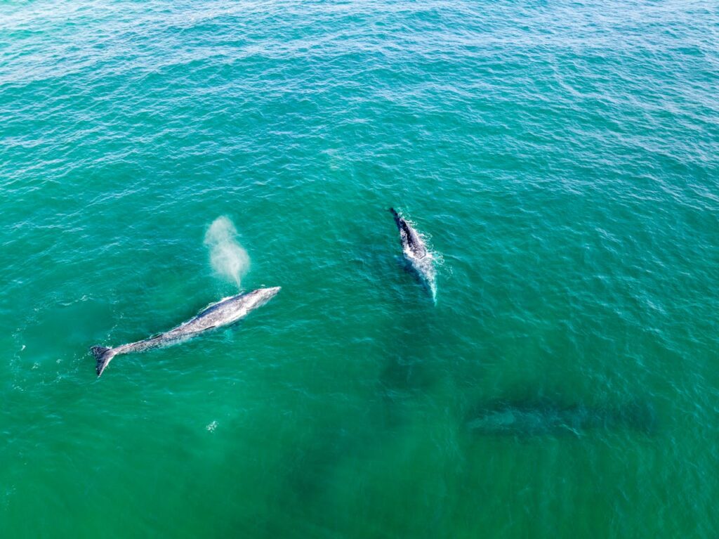 Grey Whale Migration along the Pacific Coast
