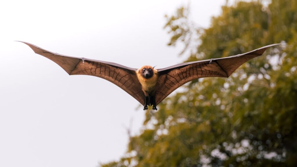 Flying bat