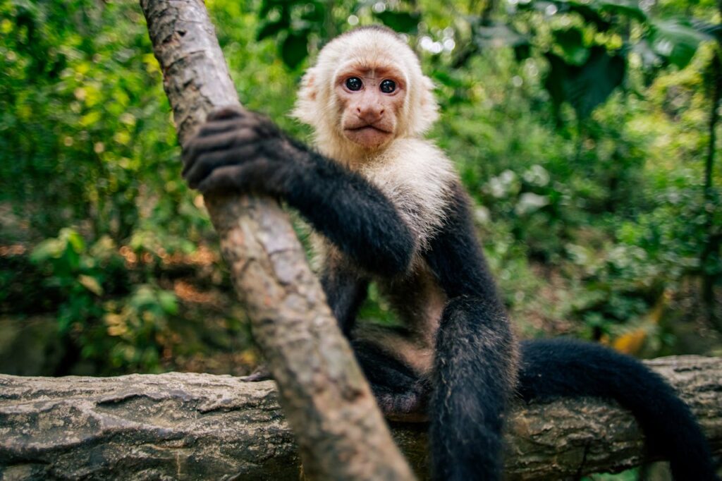 Capuchin