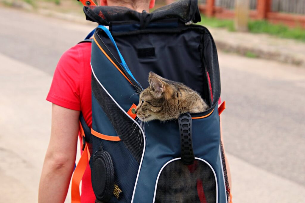 Cat carrier 