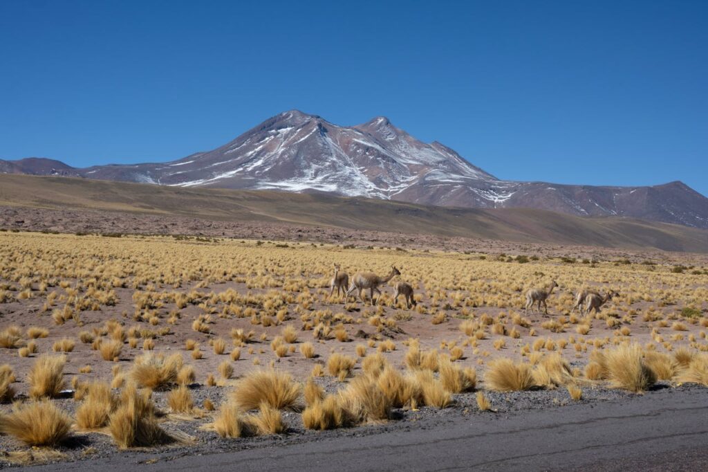 Andes