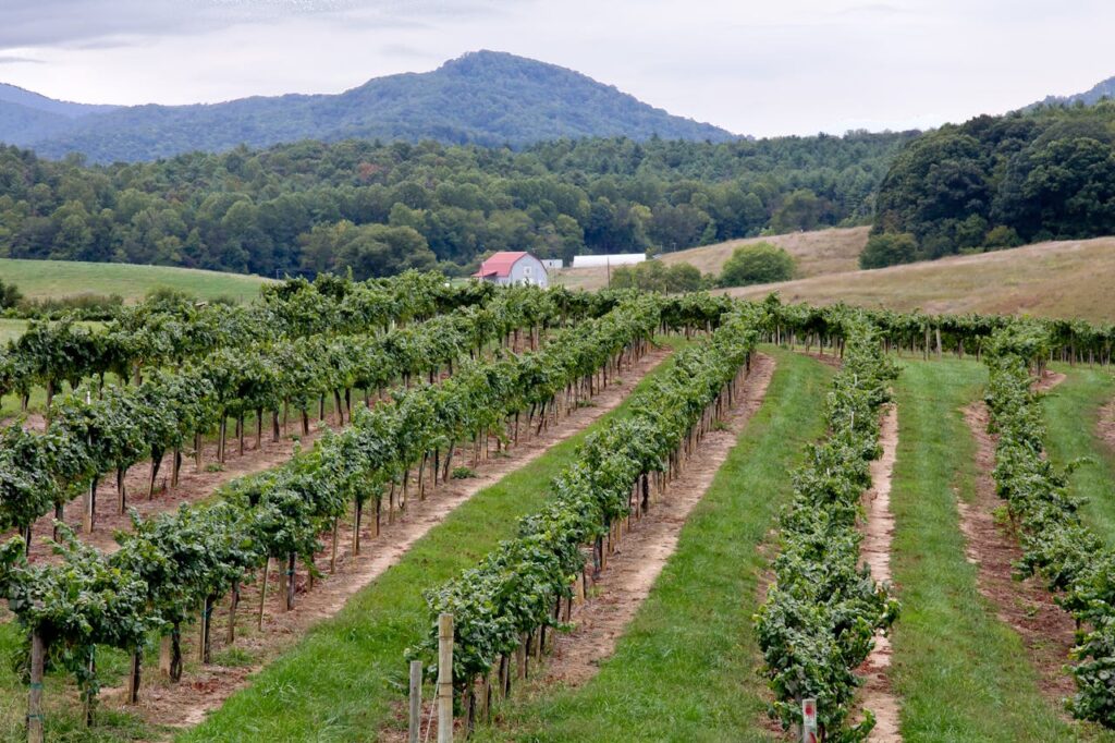 Otium Cellars – Virginia, USA