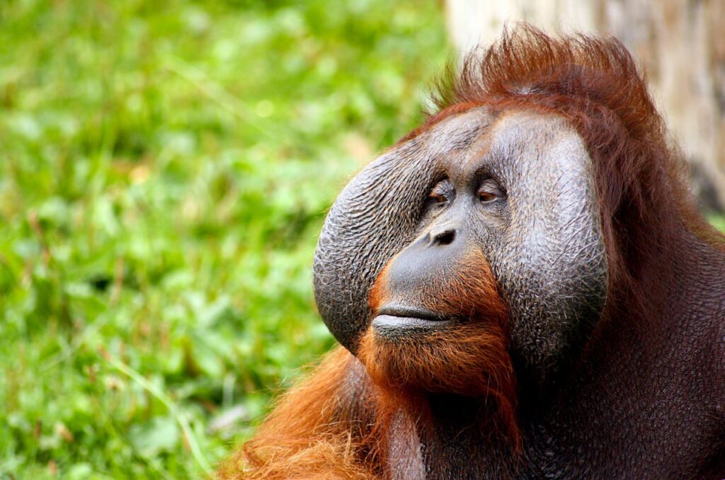 Orangutans