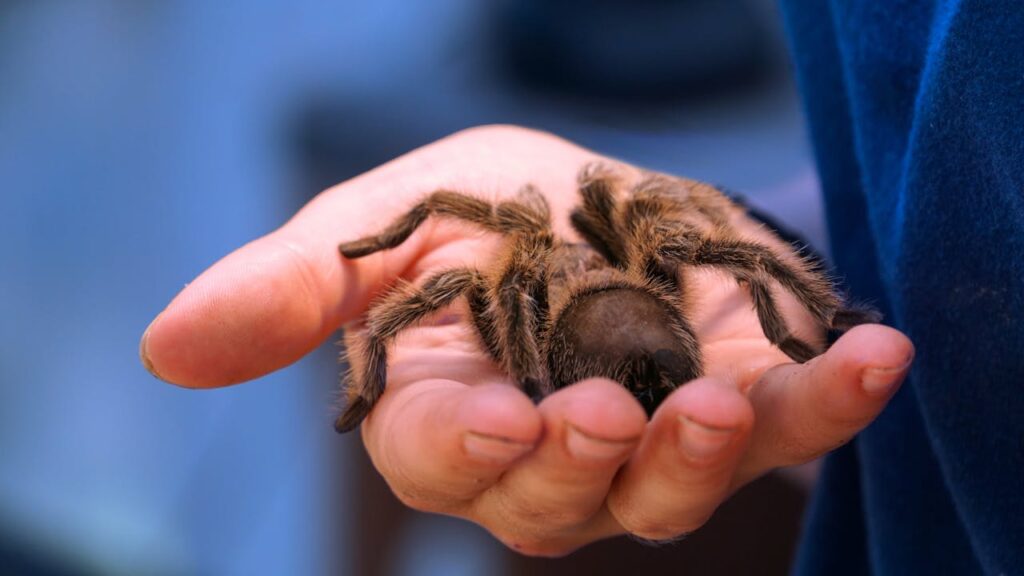 Tarantula Awareness Festival – Coarsegold, California