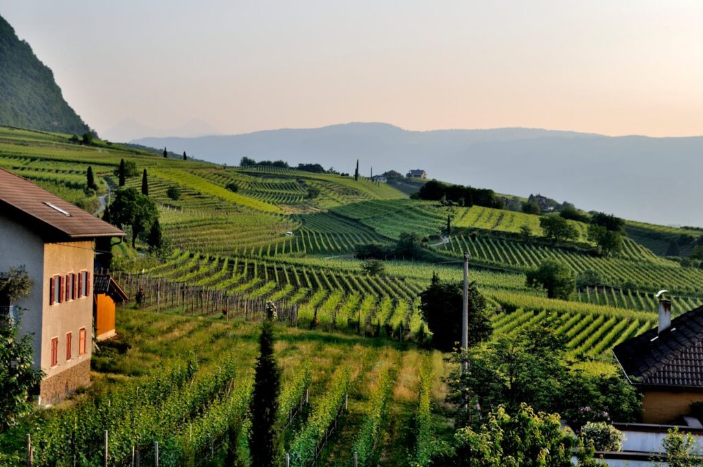 Ayoub Wines – Oregon, USA