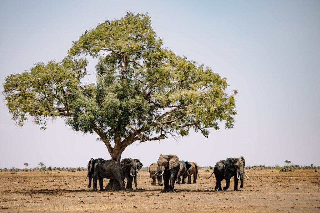 Botswana: A Pioneer in Conservation